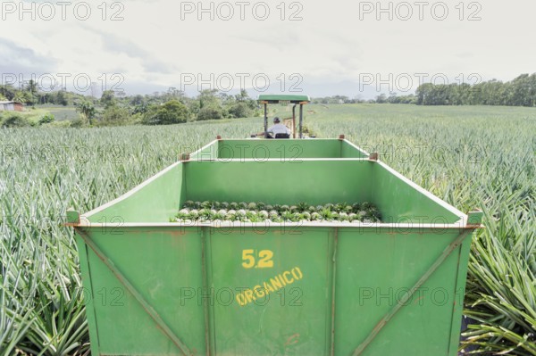 Man driving truck with harvested organic pineapples, Costa Rica, Central America