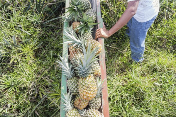 Worker controlling pineapples conveyor belt, Sarapiqui, Costa Rica, Central America