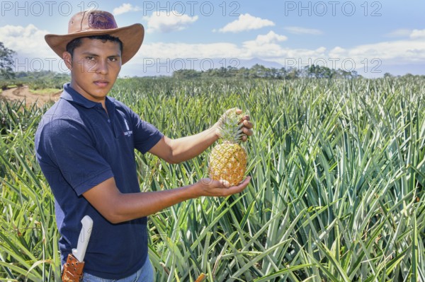 Pineapples farmer, Sarapiqui, Costa Rica, Central America