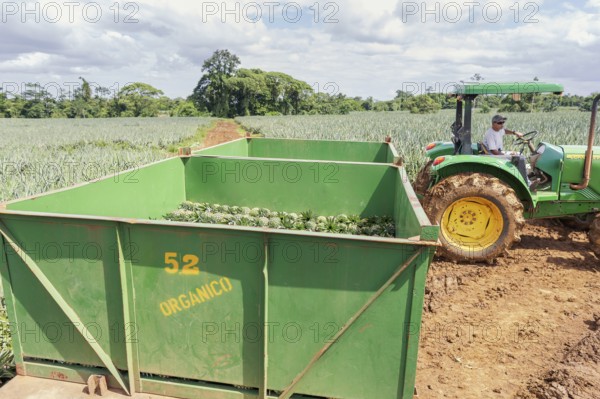 Man moving container loaded with harvested organic pineapples, Costa Rica, Central America
