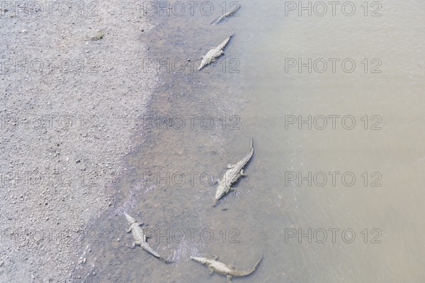 American Crocodiles (Crocodylus acutus) bathing, Tarcoles river, Jaco, Costa Rica