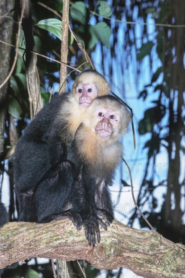White-faced capuchin monkey (Cebus capucinus) carries her young on her back, Manuel Antonio National Park, Puntarenas Province, Costa Rica