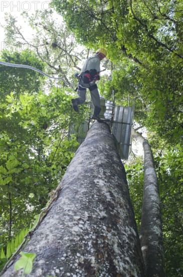 Man rappelling down a tree in rainforest, Pacuare River, Turrialba, Costa Rica