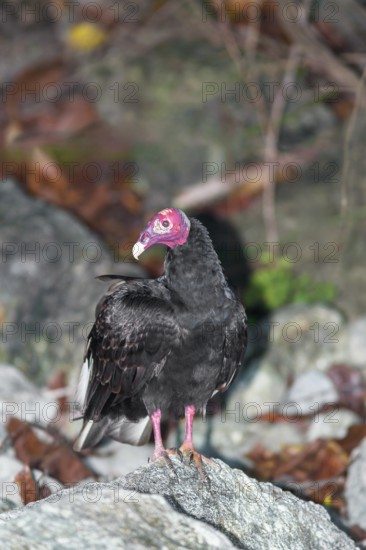 Turkey Vulture (Cathartes Aura). Manuel Antonio National Park, Puntarenas Province, Costa Rica