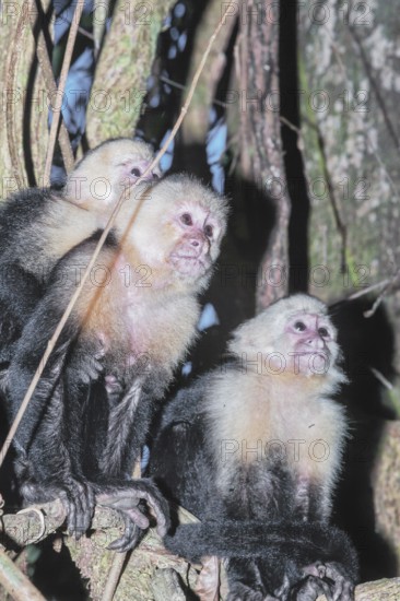 White-faced capuchin monkeys (Cebus capucinus) in rainforest, Manuel Antonio National Park, Puntarenas Province, Costa Rica