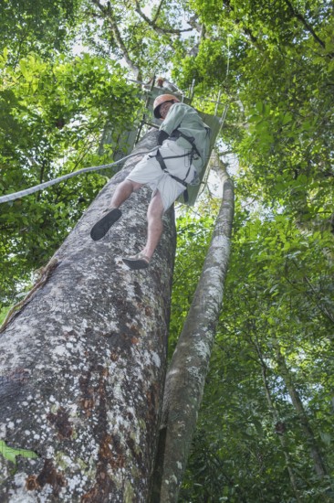 Man rappelling down tree, Costa Rica, Central America
