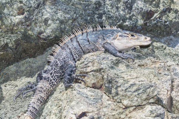 Black spiny tailed Iguana (Ctenosaur similis) crawling, Manuel Antonio National Park, Puntarenas Province, Costa Rica