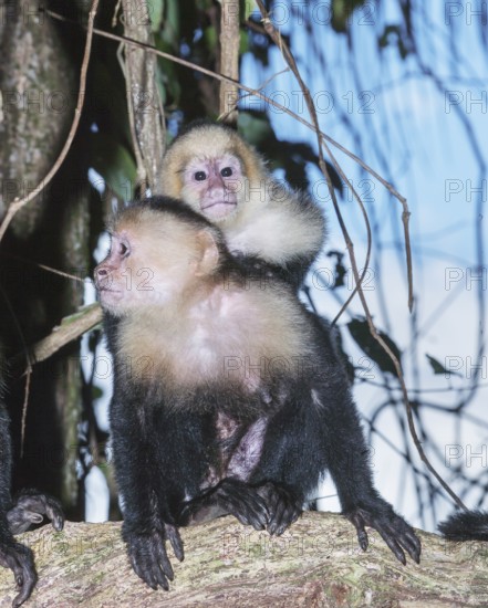 White-faced capuchin monkey (Cebus capucinus) carries her young on her back, Manuel Antonio National Park, Puntarenas Province, Costa Rica