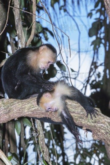 White-faced capuchin monkeys (Cebus capucinus) in rainforest, Manuel Antonio National Park, Puntarenas Province, Costa Rica