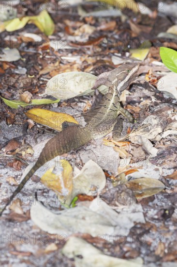 Common basilisk (basiliscus basiliscus) in rainforest, Manuel Antonio National Park, Quepos, Puntarenas Province, Costa Rica