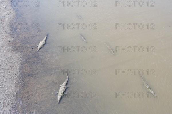 American Crocodiles (Crocodylus acutus) bathing, Tarcoles river, Jaco, Costa Rica