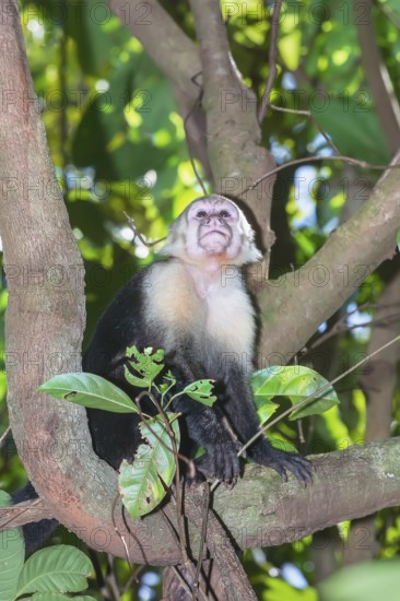 White-faced capuchin monkey (Cebus capucinus) in rainforest, Manuel Antonio National Park, Puntarenas Province, Costa Rica