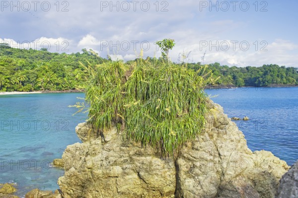 Flowers and plants growing over a rock Manuel Antonio National Park, Quepos, Costa Rica