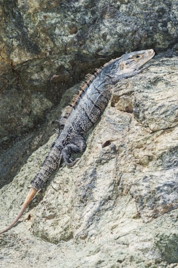 Black spiny tailed Iguana (Ctenosaur similis) crawling, Manuel Antonio National Park, Puntarenas Province, Costa Rica