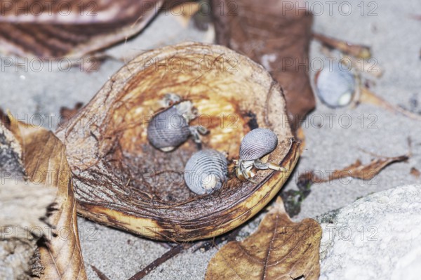Group of hermit crabs (Paguroidea) eating coconut, Manuel Antonio National Park, Puntarenas Province, Costa Rica