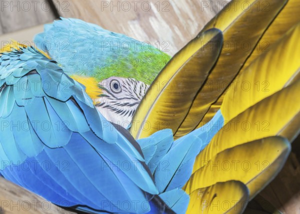 Blue and Gold Macaw (Ara ararauna), Costa Rica, Central America