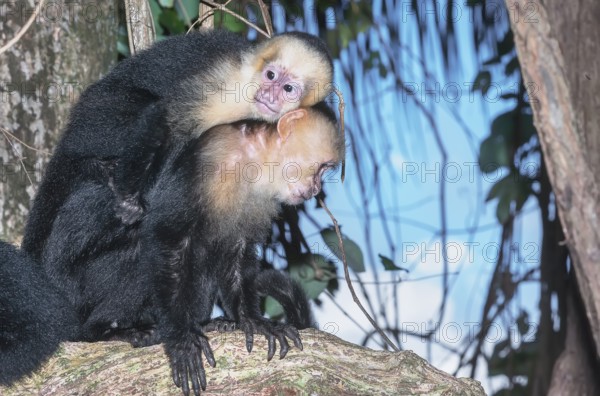 White-faced capuchin monkey (Cebus capucinus) carries her young on her back, Manuel Antonio National Park, Puntarenas Province, Costa Rica