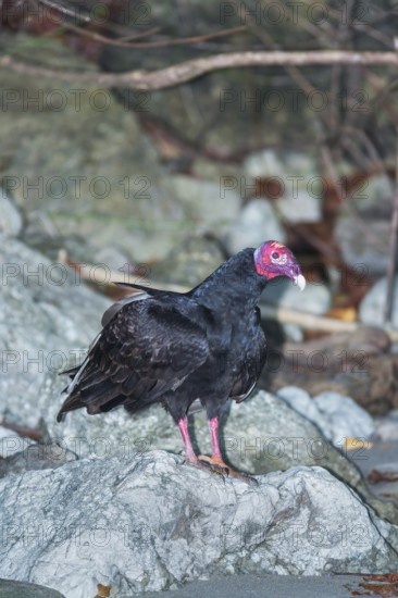 Turkey Vulture (Cathartes Aura). Manuel Antonio National Park, Puntarenas Province, Costa Rica
