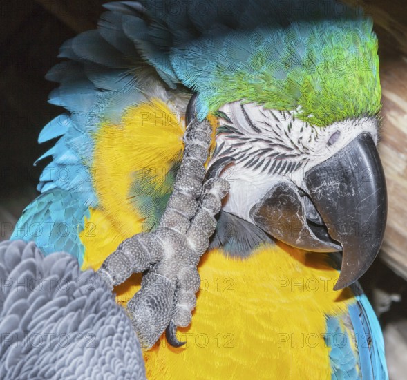 Blue and Gold Macaw (Ara ararauna) scratching its head, Costa Rica, Central America