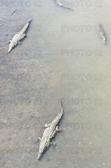 American Crocodiles (Crocodylus acutus) bathing, Tarcoles river, Jaco, Costa Rica