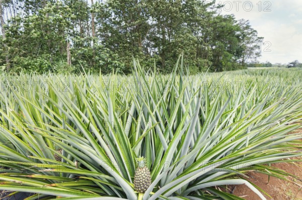 Pineapple plantation, Sarapiqui, Costa Rica, Central America