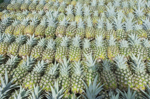 Harvested organic pineapples, Costa Rica, Central America