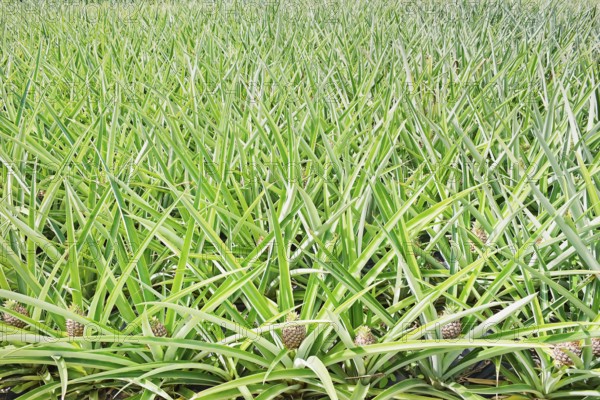 Pineapple plantation, Costa Rica, Central America