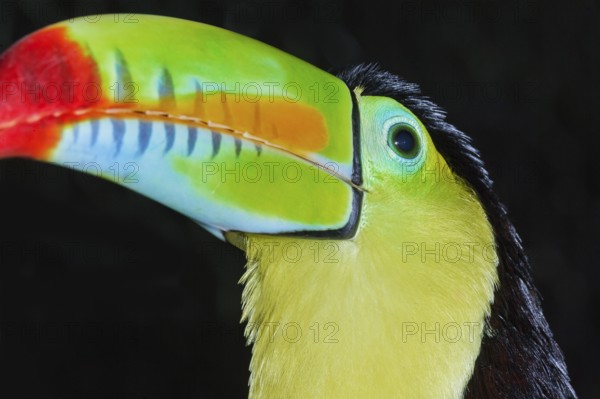 Keel-billed toucan (Ramphastos sulfuratus), Costa Rica, Central America