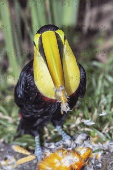 Chestnut-mandibled Toucan (Ramphastos swainsonii) feeding on a smaller bird, Sarapiqui, Costa Rica, Central America