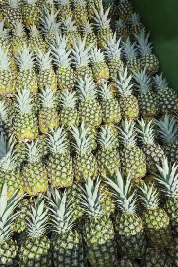 Harvested organic pineapples, Costa Rica, Central America