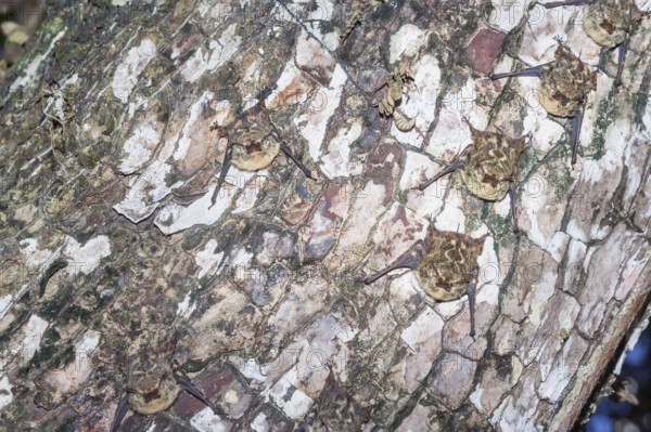 Long-nosed bats (Rhynchonycteris naso) camouflaged on a tree trunk, Manuel Antonio National Park, Puntarenas Province, Costa Rica