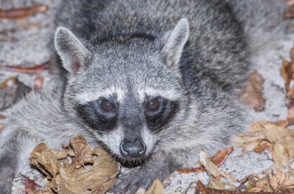 Northern Racoon (Procyon lotor), Manuel Antonio National Park, Puntarenas Province, Costa Rica