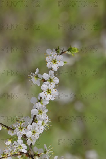 Flowering twig, blackthorn (Prunus spinosa), also known as blackthorn, Wilnsdorf, North Rhine-Westphalia, Germany