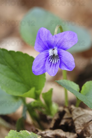 Grove violet (Viola riviniana), flower, in a beech forest, Wilnsdorf, North Rhine-Westphalia, Germany