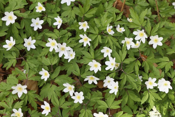 Wood anemone (Anemone nemorosa), flowers in a beech forest, spring, Wilnsdorf, North Rhine-Westphalia, Germany