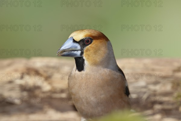 Hawfinch (Coccothraustes coccothraustes), male, animal portrait, North Rhine-Westphalia, Germany