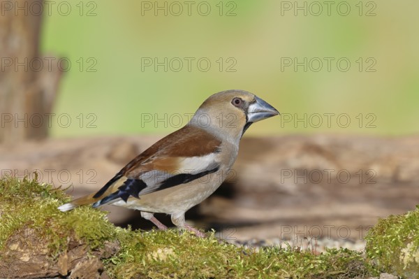 Hawfinch (Coccothraustes coccothraustes), female on moss-covered deadwood in a forest, North Rhine-Westphalia, Germany