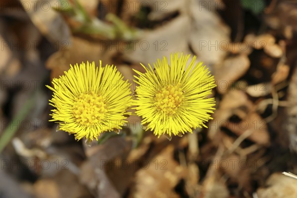 Coltsfoot (Tussilago farfara), close-up of a group of flowers by the wayside, spring, Wilnsdorf, North Rhine-Westphalia, Germany