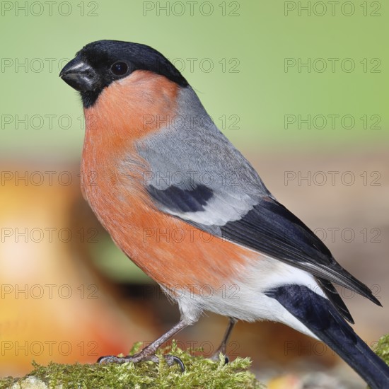 Bullfinch (Pyrrhula pyrrhula), male, sitting on moss, Wilnsdorf, North Rhine-Westphalia, Germany