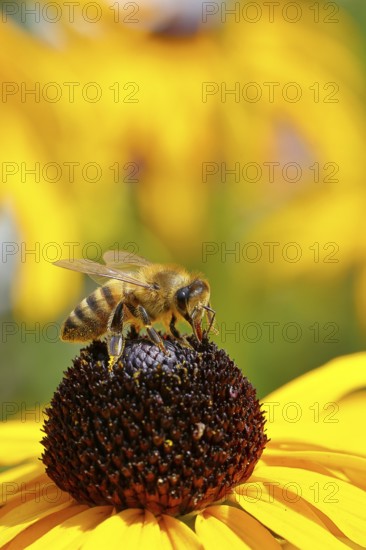 European honey bee (Apis mellifera), collecting nectar from a yellow coneflower (Echinacea paradoxa), macro photograph, Wilnsdorf, North Rhine-Westphalia, Germany