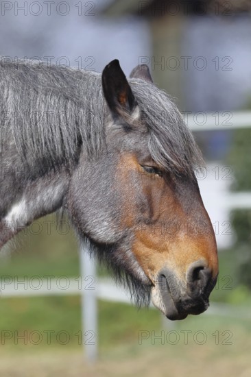 Cold-blooded horse, cold-blooded horse, domestic animals, hoofed animals, farm animals, odd-toed ungulates, mammals, animals, domestic horses, animal portrait, Lower Saxony, Germany