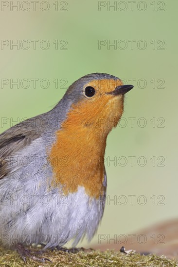 Robin (Erithacus rubecula) looking attentively, animal portrait, Wilnsdorf, North Rhine-Westphalia, Germany