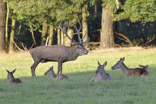 Red deer (Cervus elaphus) in rutting season, capital stag with hinds in a forest clearing, animal portrait, wildlife, autumn, Sauerland, North Rhine-Westphalia, Germany