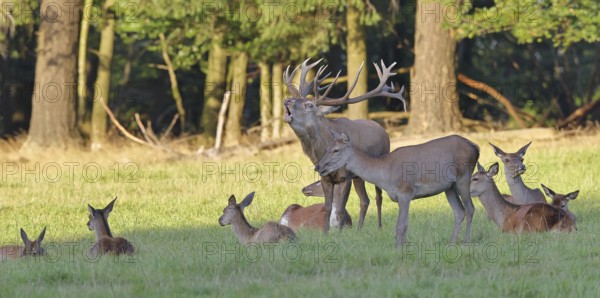 Red deer (Cervus elaphus) in rutting season, capital stag roaring with hinds in a forest clearing, animal portrait, wildlife, autumn, Sauerland, North Rhine-Westphalia, Germany