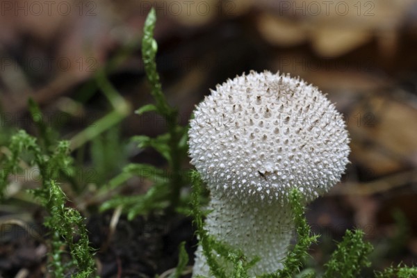 Bottle dust fungus, bottle dust fungus, bottle bovist, bottle bovist (Lycoperdon perlatum, Lycoperdon gemmatum), autumn, Wilnsdorf, North Rhine-Westphalia, Germany