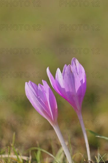 Autumn crocus (Colchicum autumnale), half-opened flowers in a meadow, endangered, protected poisonous plant species, native nature, wet meadow, autumn messenger, season, autumn, bulbous plant, poisonous plant, Wilnsdorf, North Rhine-Westphalia, Germany