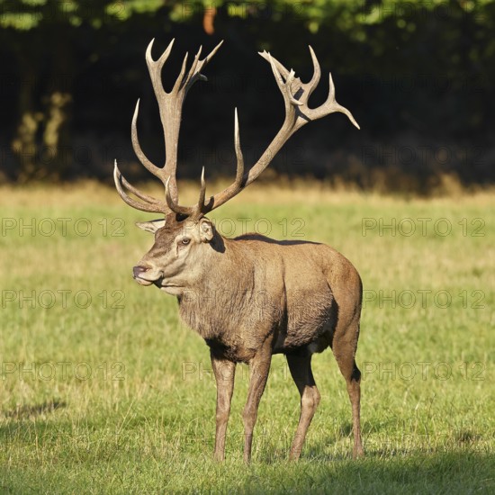 Red deer (Cervus elaphus) in rutting season, capital stag in a forest clearing, animal portrait, wildlife, autumn, Sauerland, North Rhine-Westphalia, Germany