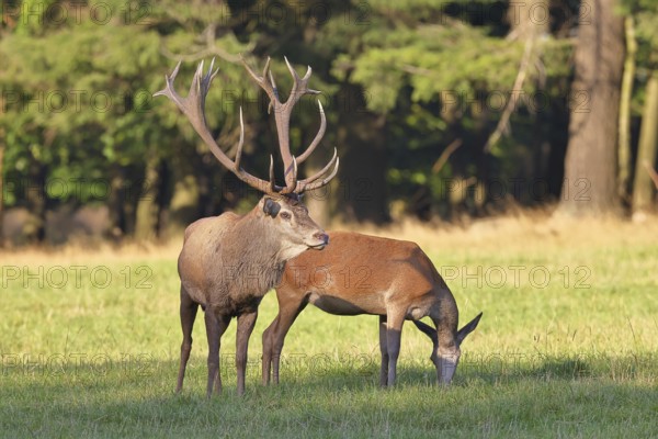 Red deer (Cervus elaphus) in rutting season, capital stag with hind in a forest clearing, animal portrait, wildlife, autumn, Sauerland, North Rhine-Westphalia, Germany