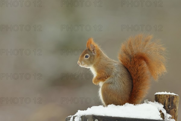Eurasian red squirrel (Sciurus vulgaris), sitting in the snow, Wildlife, Wilnsdorf, North Rhine-Westphalia, Germany