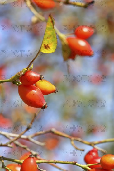 Ripe rosehip fruit of the dog rose (Rosa canina) on a branch, close-up, Wilnsdorf, North Rhine-Westphalia, Germany